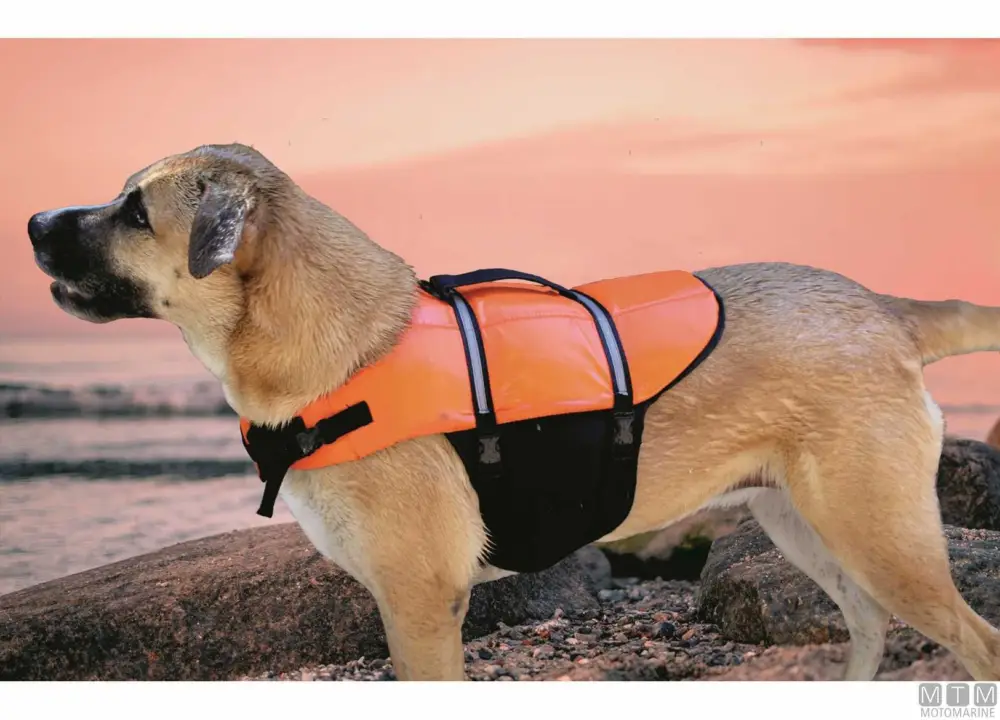 Più Venduto Cintura salv pet l